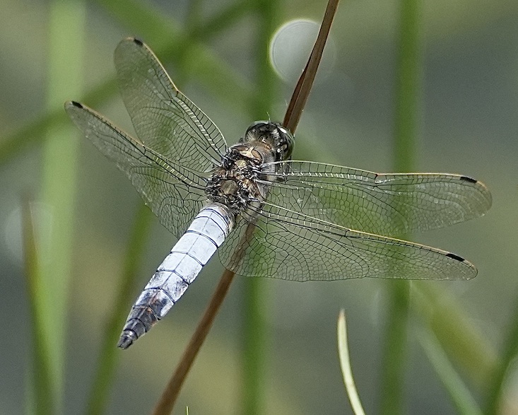 black-tailed skimmer